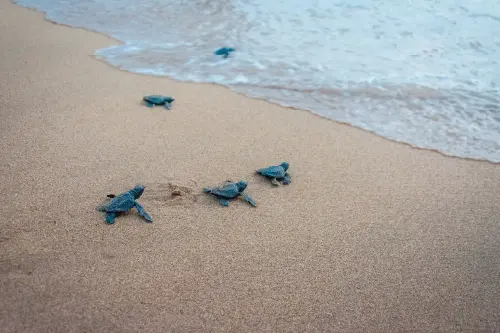 Turtle Hatchling Release in Wellawatta